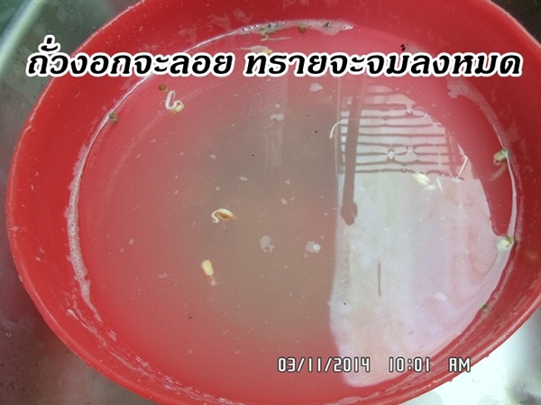 วิธีเพาะถั่วงอกในทรายแบบบ้าน ๆ วิธีเพาะถั่วงอกในทรายแบบบ้าน ๆ