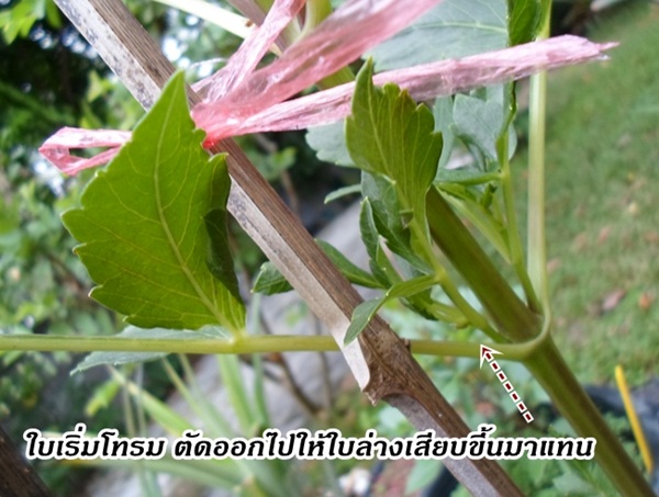 การตัดแต่งดอกรักเร่ในสวน การตัดแต่งดอกรักเร่ในสวน