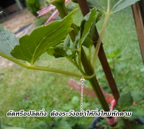 การตัดแต่งดอกรักเร่ในสวน การตัดแต่งดอกรักเร่ในสวน