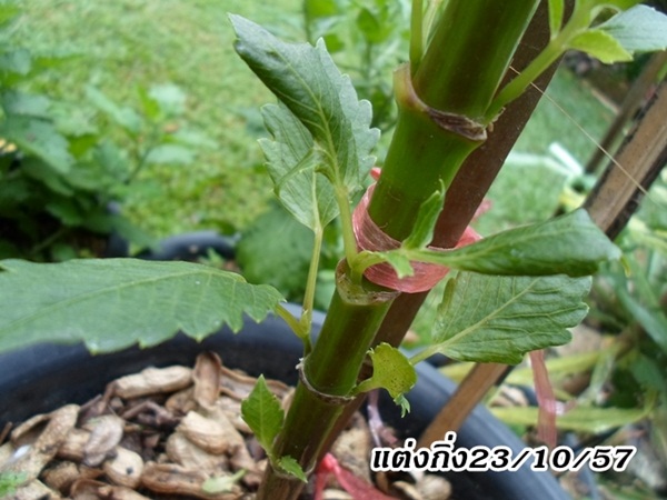 การตัดแต่งดอกรักเร่ในสวน การตัดแต่งดอกรักเร่ในสวน