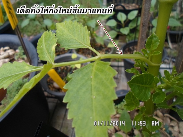 การตัดแต่งดอกรักเร่ในสวน การตัดแต่งดอกรักเร่ในสวน