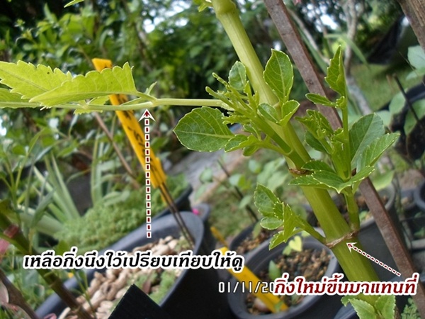 การตัดแต่งดอกรักเร่ในสวน การตัดแต่งดอกรักเร่ในสวน