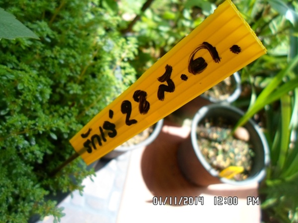 การตัดแต่งดอกรักเร่ในสวน การตัดแต่งดอกรักเร่ในสวน