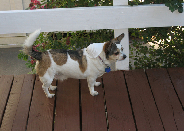 25 สุนัขที่ถูกย่อส่วนจนตัวเตี้ยล่ำ หลังผสมพันธุ์กับคอร์กี้