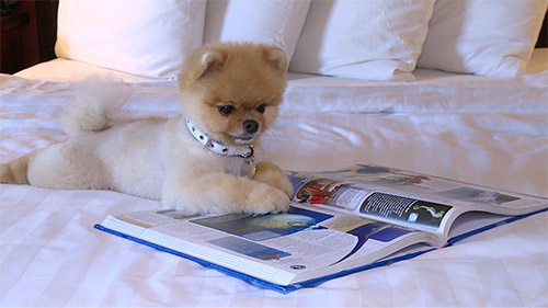 จิฟ หมาปอมซุปตาร์ วิ่ง 2 ขาเร็วที่สุดในโลก