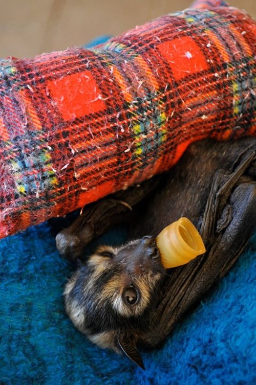 น่ารักอะ โรงพยาบาลค้างคาวในออสซี่ รับดูแลค้างคาวกำพร้า