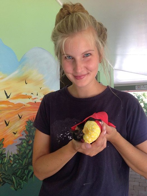 น่ารักอะ โรงพยาบาลค้างคาวในออสซี่ รับดูแลค้างคาวกำพร้า