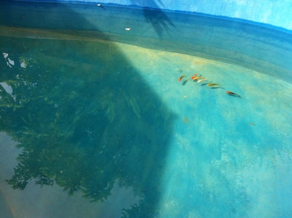 ขุดบ่อปลาคาร์พเองแบบไม่ได้ตั้งใจ ผลงานเจ๋งไปเลย