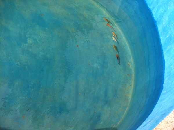 ขุดบ่อปลาคาร์พเองแบบไม่ได้ตั้งใจ ผลงานเจ๋งไปเลย