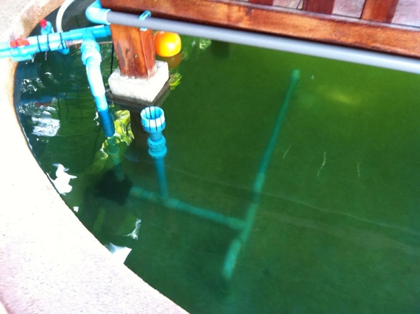 ขุดบ่อปลาคาร์พเองแบบไม่ได้ตั้งใจ ผลงานเจ๋งไปเลย