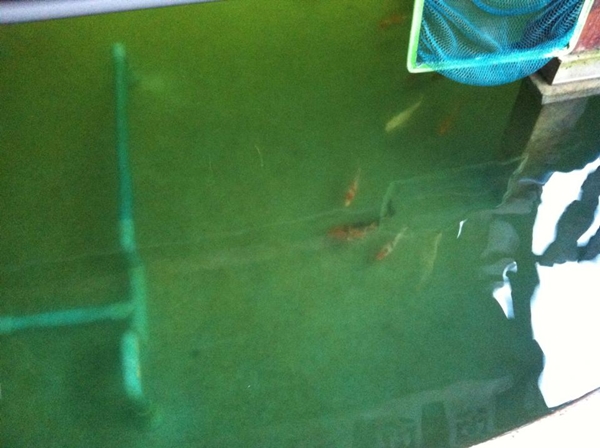 ขุดบ่อปลาคาร์พเองแบบไม่ได้ตั้งใจ ผลงานเจ๋งไปเลย