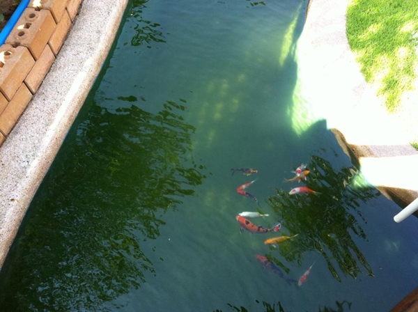 ขุดบ่อปลาคาร์พเองแบบไม่ได้ตั้งใจ ผลงานเจ๋งไปเลย