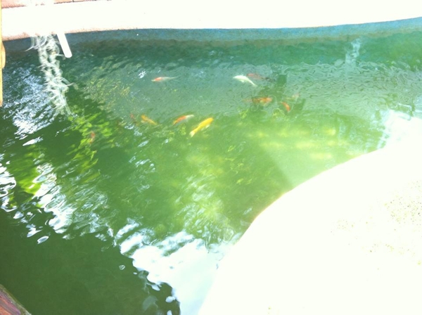 ขุดบ่อปลาคาร์พเองแบบไม่ได้ตั้งใจ ผลงานเจ๋งไปเลย