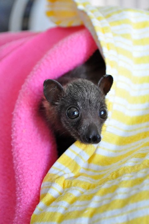 น่ารักอะ โรงพยาบาลค้างคาวในออสซี่ รับดูแลค้างคาวกำพร้า