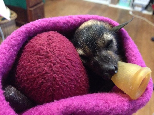 น่ารักอะ โรงพยาบาลค้างคาวในออสซี่ รับดูแลค้างคาวกำพร้า