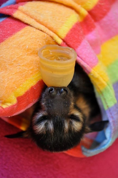 น่ารักอะ โรงพยาบาลค้างคาวในออสซี่ รับดูแลค้างคาวกำพร้า