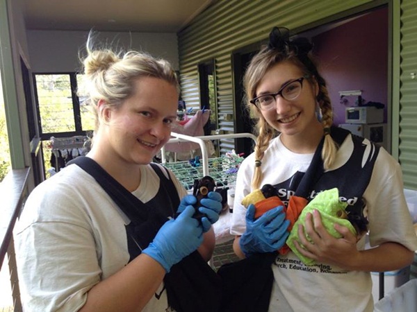 น่ารักอะ โรงพยาบาลค้างคาวในออสซี่ รับดูแลค้างคาวกำพร้า