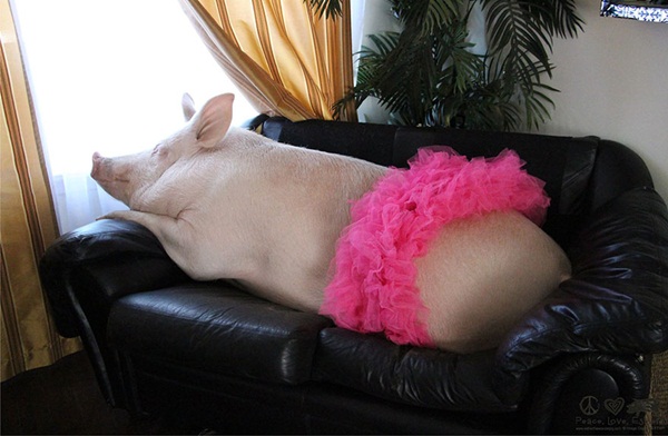 หมูน่ารัก ชีวิตเปลี่ยน เพราะเลี้ยงหมู ถ้าจะตัวใหญ่ขนาดนี้