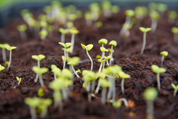 6 เหตุผลดี ๆ ที่ควรปลูกผักไว้กินเอง