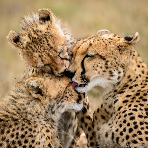 30 รูปเฮฮาตามประสาครอบครัว ของสัตว์นานาชนิด