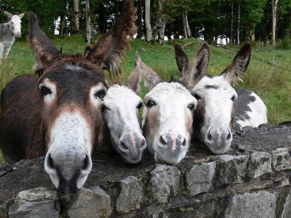 30 รูปเฮฮาตามประสาครอบครัว ของสัตว์นานาชนิด