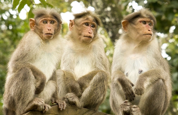 30 รูปเฮฮาตามประสาครอบครัว ของสัตว์นานาชนิด