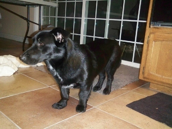 25 สุนัขที่ถูกย่อส่วนจนตัวเตี้ยล่ำ หลังผสมพันธุ์กับคอร์กี้