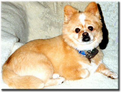 25 สุนัขที่ถูกย่อส่วนจนตัวเตี้ยล่ำ หลังผสมพันธุ์กับคอร์กี้