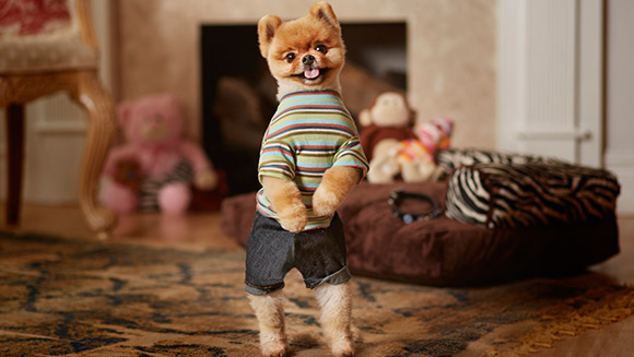 จิฟ หมาปอมซุปตาร์ วิ่ง 2 ขาเร็วที่สุดในโลก