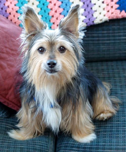 25 สุนัขที่ถูกย่อส่วนจนตัวเตี้ยล่ำ หลังผสมพันธุ์กับคอร์กี้