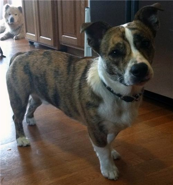 25 สุนัขที่ถูกย่อส่วนจนตัวเตี้ยล่ำ หลังผสมพันธุ์กับคอร์กี้