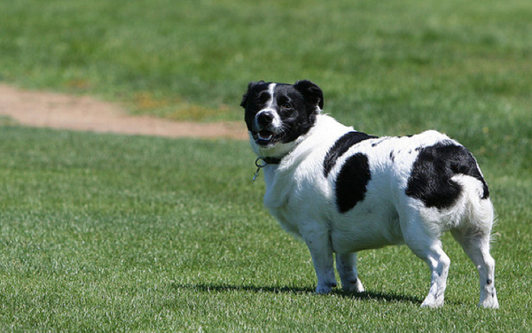 25 สุนัขที่ถูกย่อส่วนจนตัวเตี้ยล่ำ หลังผสมพันธุ์กับคอร์กี้