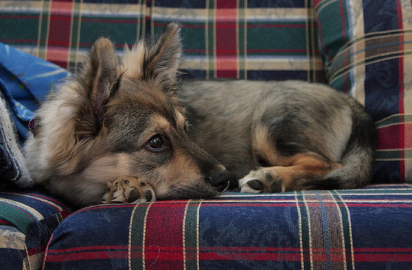 25 สุนัขที่ถูกย่อส่วนจนตัวเตี้ยล่ำ หลังผสมพันธุ์กับคอร์กี้