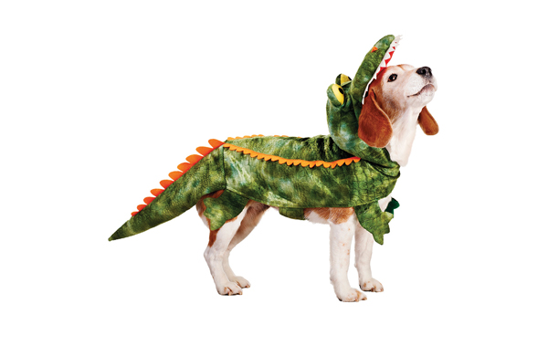 เมื่อสัตว์เลี้ยงใส่ชุดสัตว์ใต้น้ำ ความฮาจึงบังเกิด