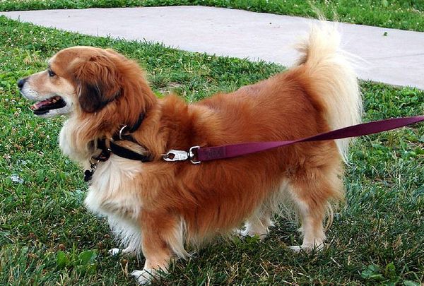 25 สุนัขที่ถูกย่อส่วนจนตัวเตี้ยล่ำ หลังผสมพันธุ์กับคอร์กี้