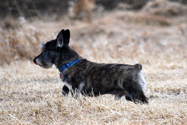 25 สุนัขที่ถูกย่อส่วนจนตัวเตี้ยล่ำ หลังผสมพันธุ์กับคอร์กี้