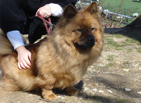 25 สุนัขที่ถูกย่อส่วนจนตัวเตี้ยล่ำ หลังผสมพันธุ์กับคอร์กี้