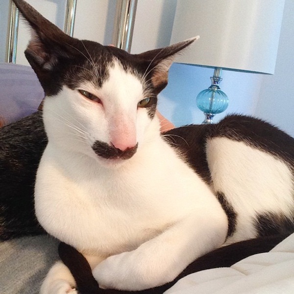 Stache แมวหน้าหนวด เน็ตไอดอลในโลกเหมียว ๆ