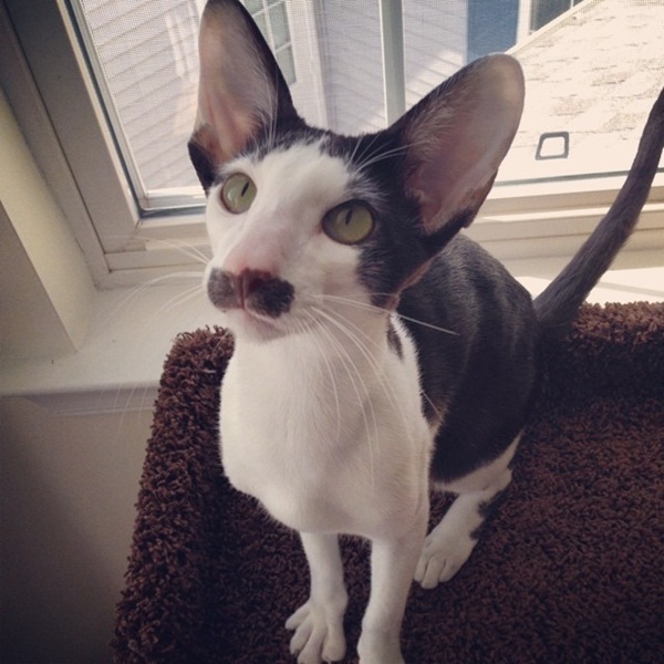 Stache แมวหน้าหนวด เน็ตไอดอลในโลกเหมียว ๆ