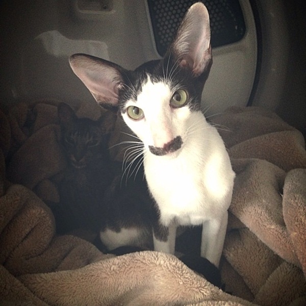 Stache แมวหน้าหนวด เน็ตไอดอลในโลกเหมียว ๆ