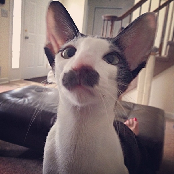 Stache แมวหน้าหนวด เน็ตไอดอลในโลกเหมียว ๆ