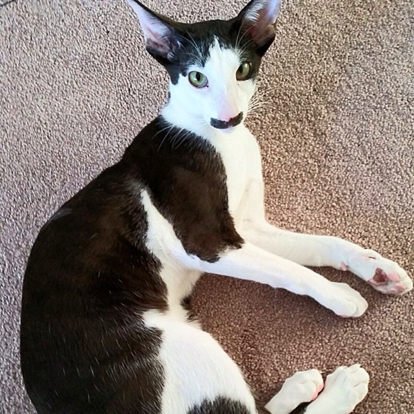 Stache แมวหน้าหนวด เน็ตไอดอลในโลกเหมียว ๆ