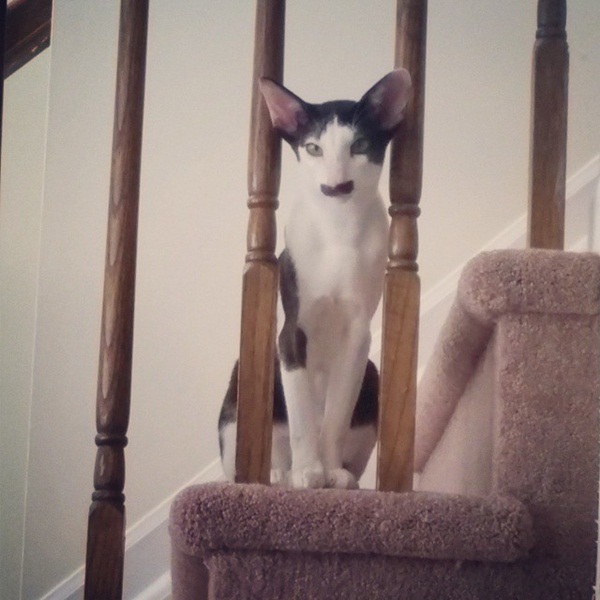 Stache แมวหน้าหนวด เน็ตไอดอลในโลกเหมียว ๆ