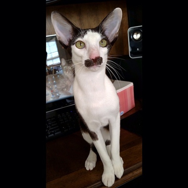 Stache แมวหน้าหนวด เน็ตไอดอลในโลกเหมียว ๆ