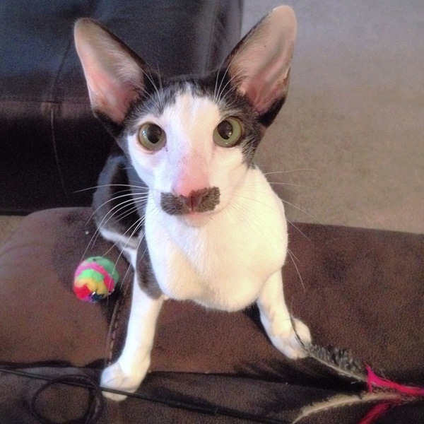 Stache แมวหน้าหนวด เน็ตไอดอลในโลกเหมียว ๆ