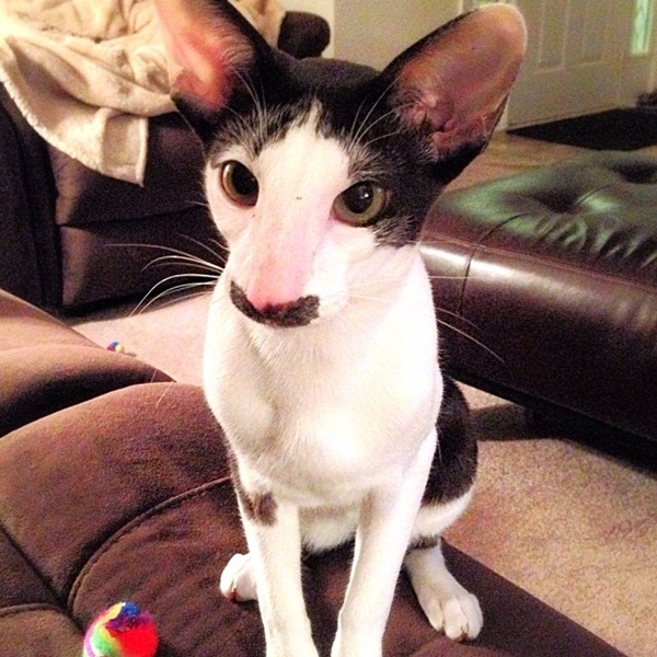 Stache แมวหน้าหนวด เน็ตไอดอลในโลกเหมียว ๆ