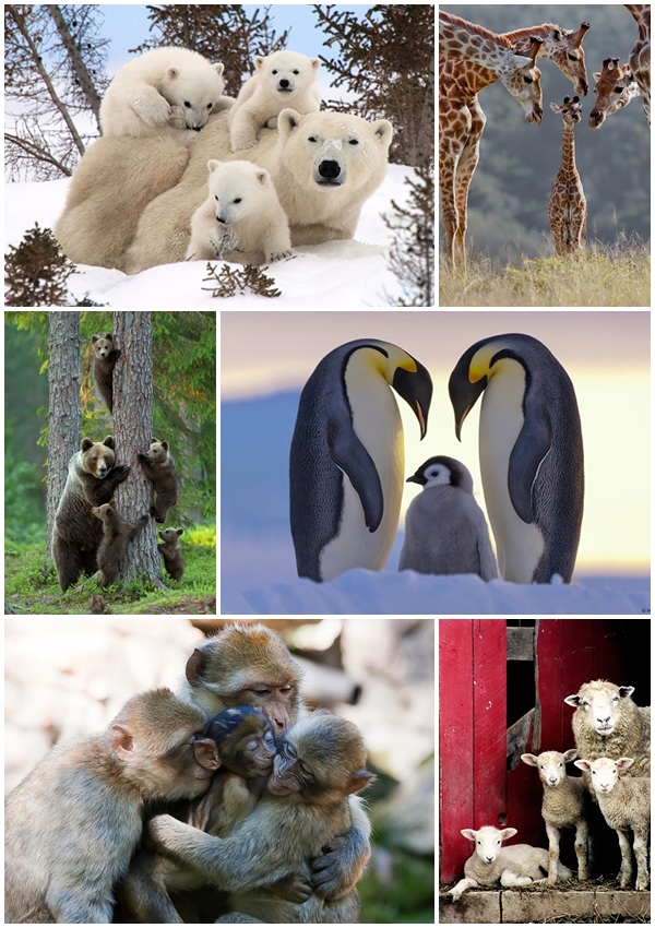 30 รูปเฮฮาตามประสาครอบครัว ของสัตว์นานาชนิด