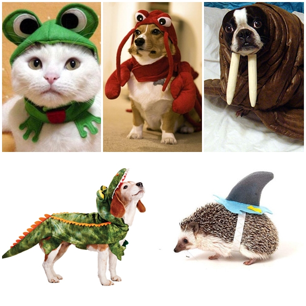 เมื่อสัตว์เลี้ยงใส่ชุดสัตว์ใต้น้ำ ความฮาจึงบังเกิด