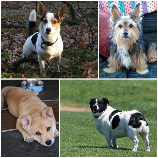 25 สุนัขที่ถูกย่อส่วนจนตัวเตี้ยล่ำ หลังผสมพันธุ์กับคอร์กี้