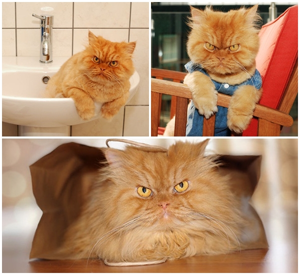 การ์ฟี่ แมวหน้าเหวี่ยงตัวใหม่ เจ้าตัวร้ายที่หลายคนหลงรัก